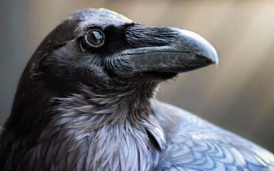 Corvus corax (Cuervo)