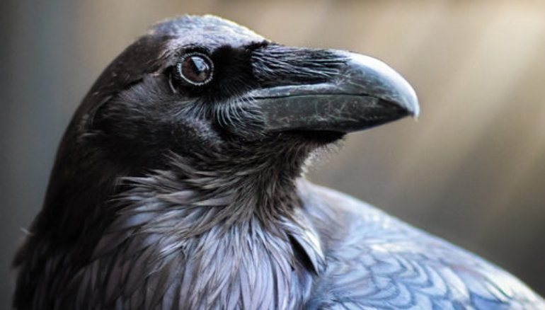 Corvus corax (Cuervo)