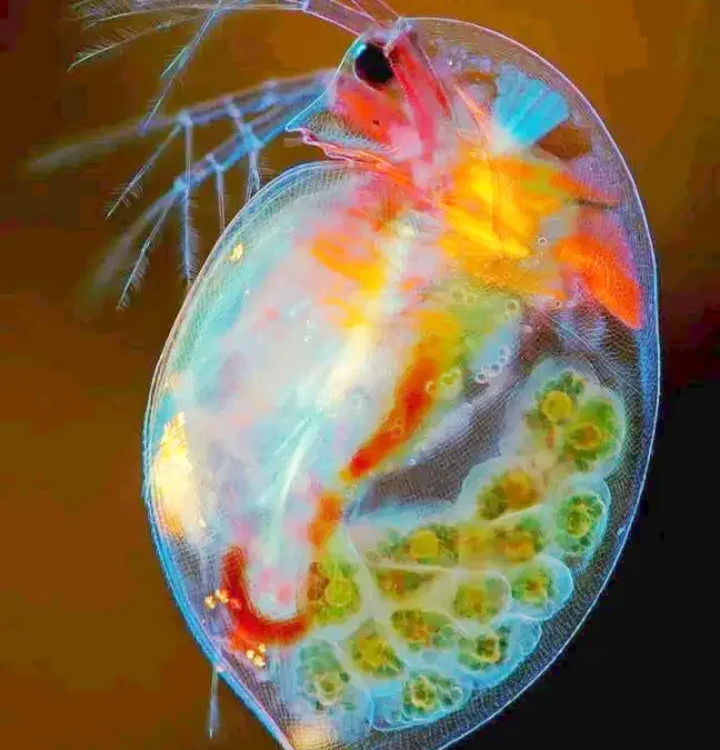 Daphnia magna